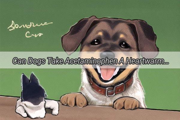 Can Dogs Take Acetaminophen A Heartwarming Look at Pet Safety and Medication Myths